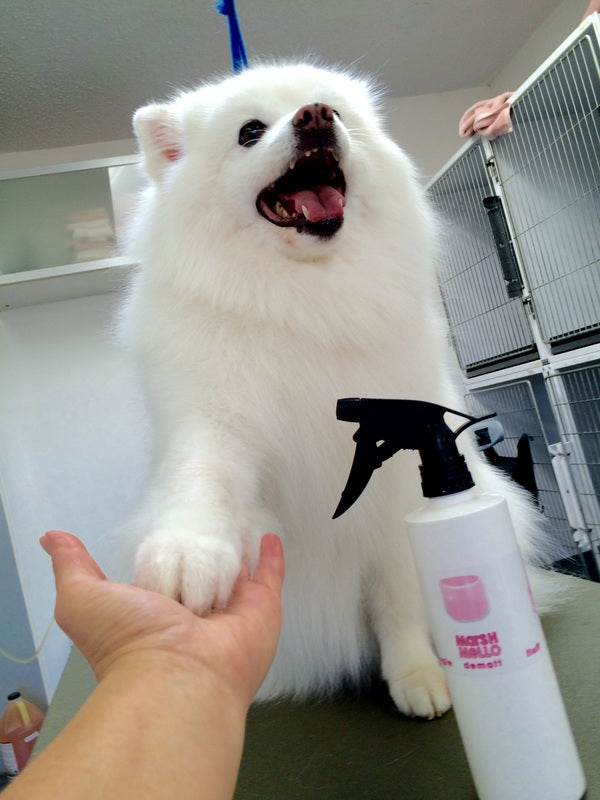 About Your MARSHMELLO!