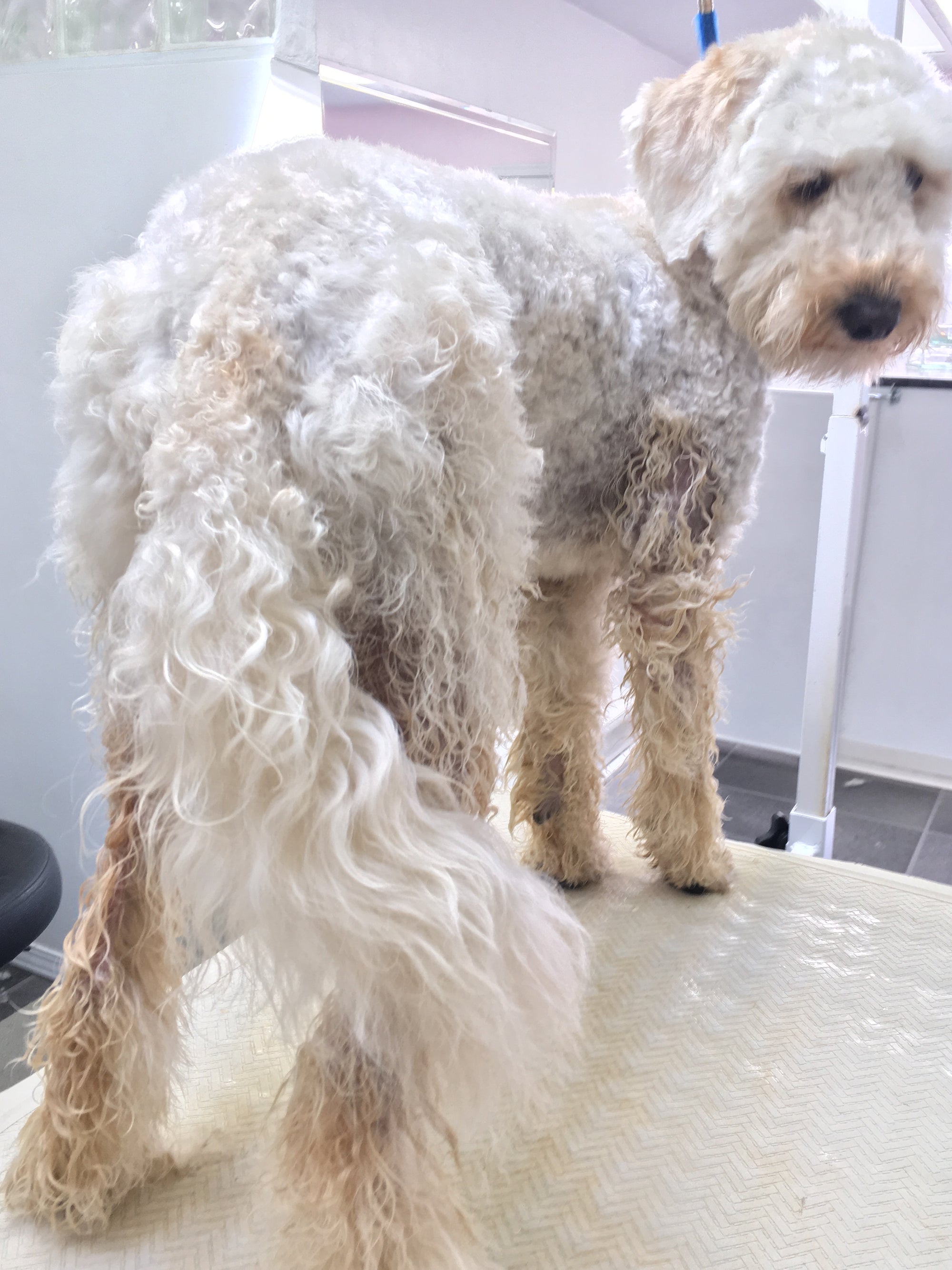 Still 'Grooming' Your Doodle before You take them to your Groomer?  :D!