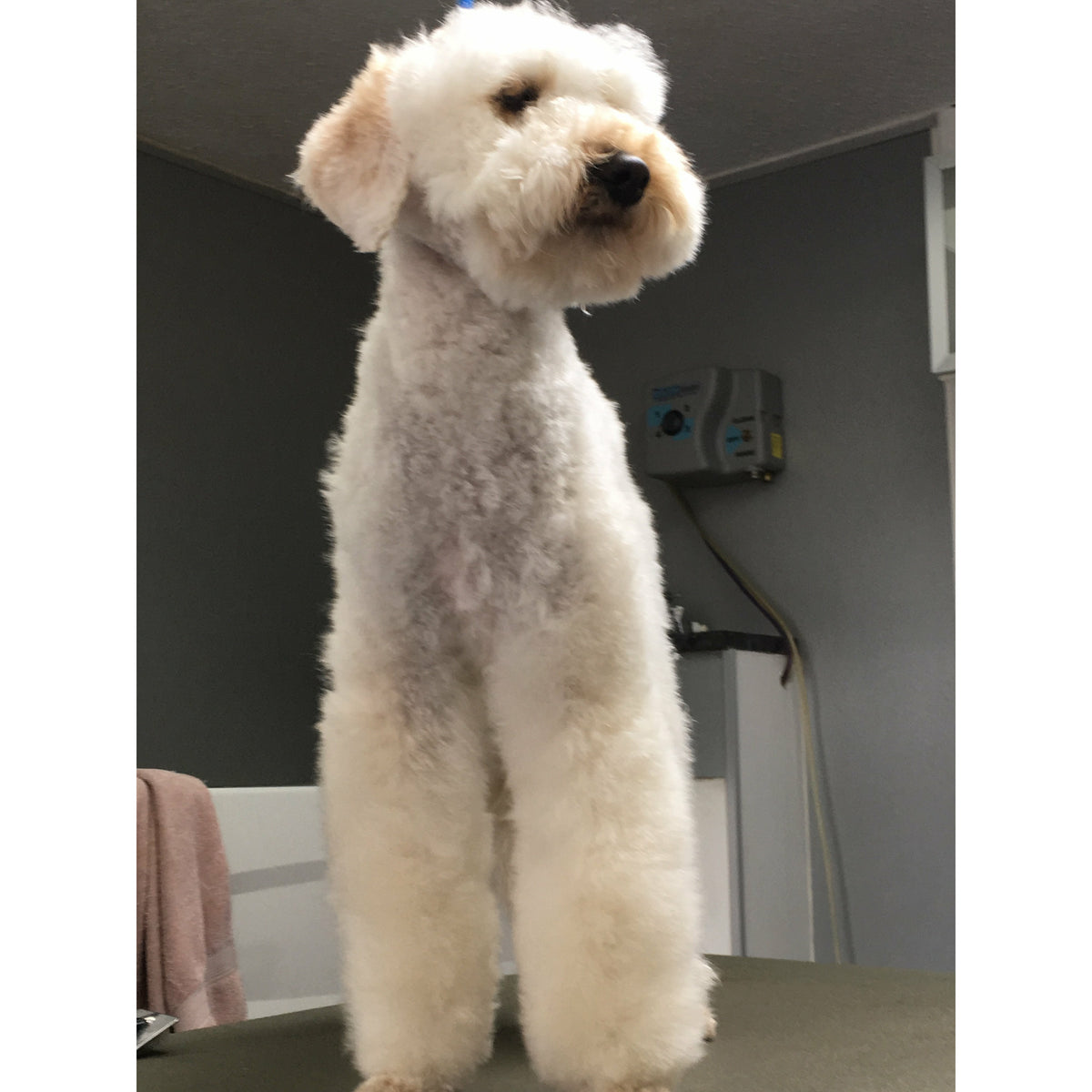 Sell* MarshMello in Your Salon!  WHOLESALE.