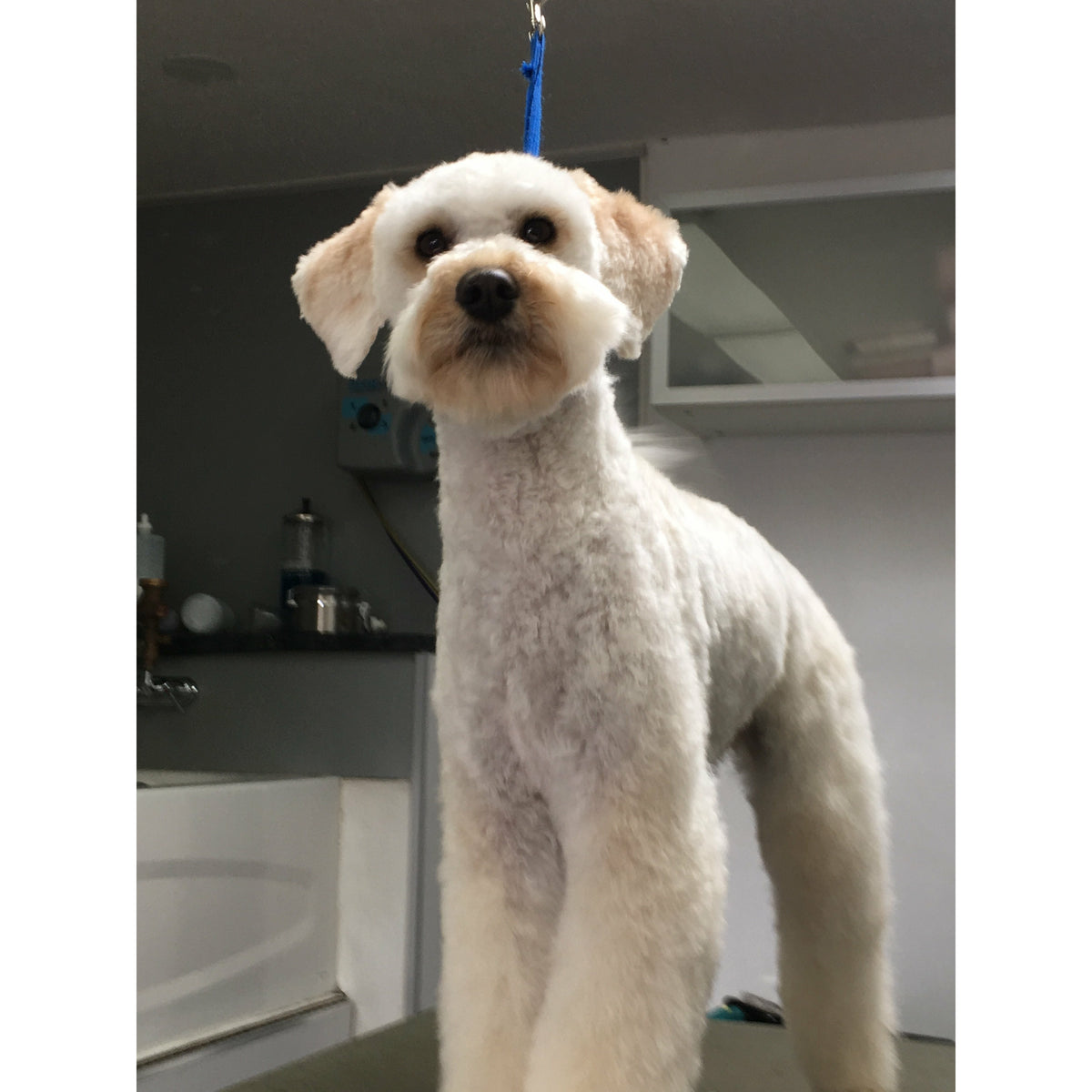 Sell* MarshMello in Your Salon!  WHOLESALE.