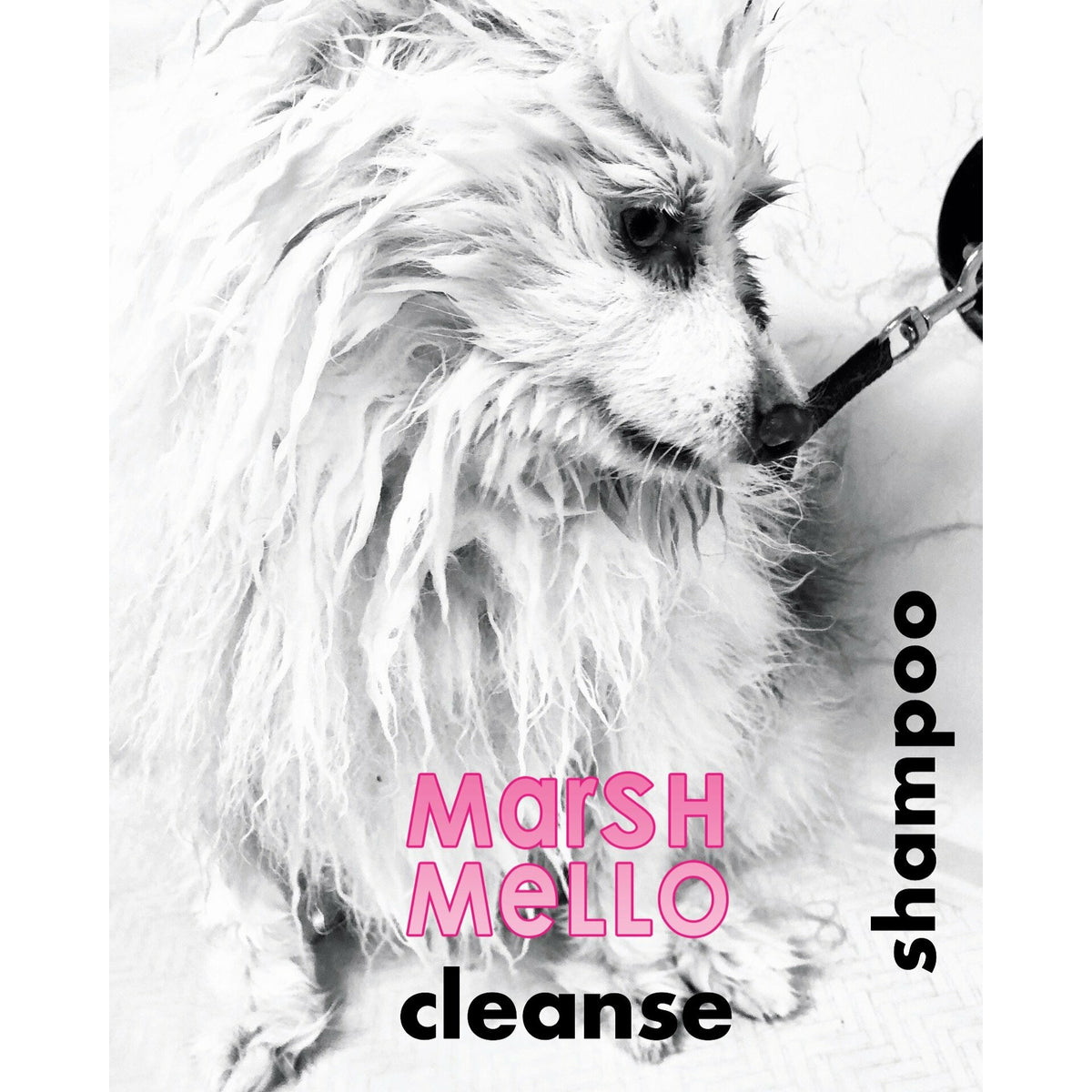 The SHAMPOO!  CLEANSE.  Silicone &amp; Sulfate FREE!  Gallon/3.785L.